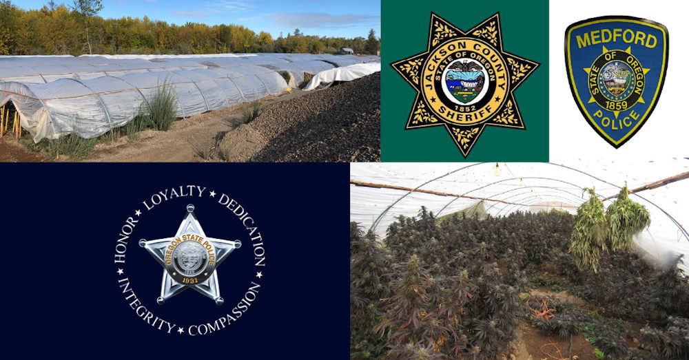 Oregon State Police, other drug enforcement teams raided a large illegal marijuana grow in Central Point