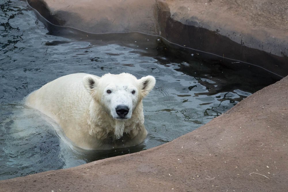 melia Gray enjoys a swim behind the scenes at the Oregon Zoo’s Polar Passage habitat
