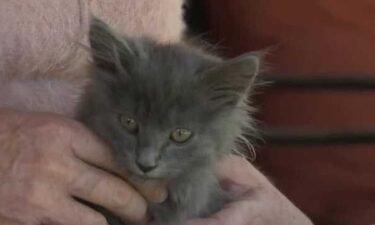 Stormy the kitten in its new home in Sacramento