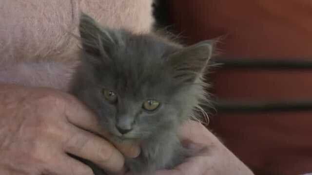 <i>KCRA</i><br/>Stormy the kitten in its new home in Sacramento
