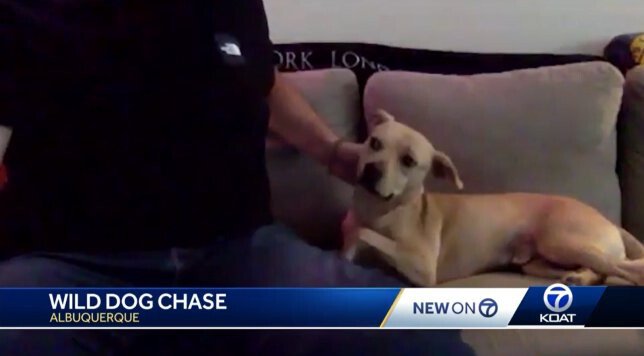 <i>KOAT</i><br/>Cabo the dog back home in Albuquerque