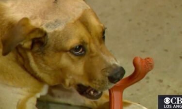 A brave pooch is recovering after fighting off a mountain lion roaming around a La Verne home Monday. Rocky the Pit Bull is being called a hero by his family after defending their home