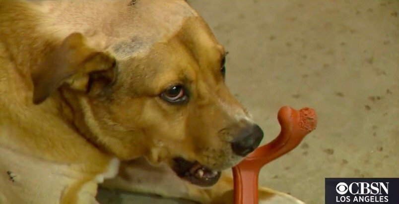 <i>KCBS / KCAL</i><br/>A brave pooch is recovering after fighting off a mountain lion roaming around a La Verne home Monday. Rocky the Pit Bull is being called a hero by his family after defending their home