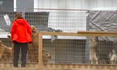 Gingerich agrees to give up all 514 dogs to the ARL of Iowa and "permanently refrain from any activity requiring an AWA [Animal Welfare Act] license