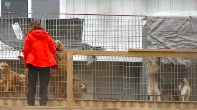 <i>KCCI</i><br/>Gingerich agrees to give up all 514 dogs to the ARL of Iowa and 