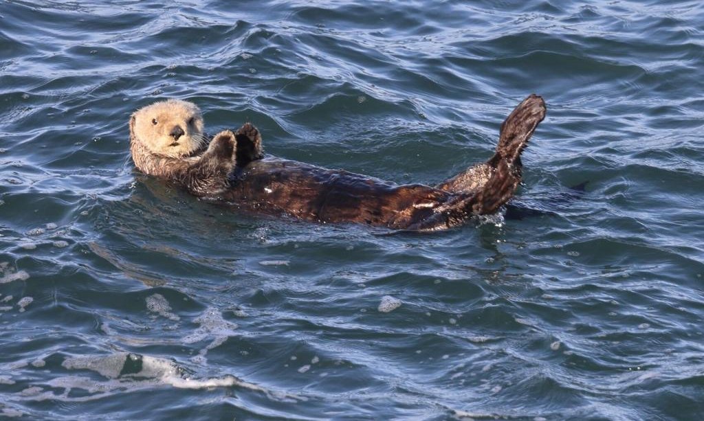 Rare sea otter sighting on the Oregon coast