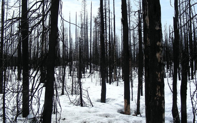 Snow cover in a burned area of the Cascades