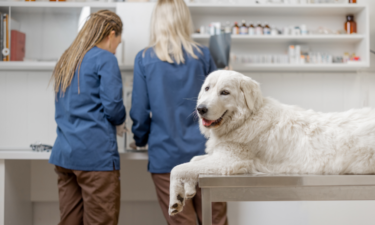 Vet costs for dogs in 25 U.S. cities