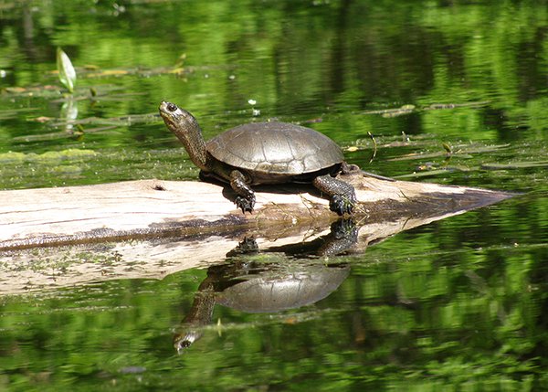 The western pond turtle is one of two turtle species native to Oregon