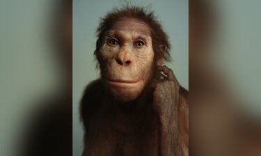 Australopithecus sediba was a transitional form of ancient human relative