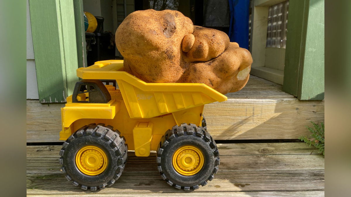 <i>Donna Craig-Brown/AP</i><br/>A large potato sits on a toy truck at Donna and Colin Craig-Browns home.