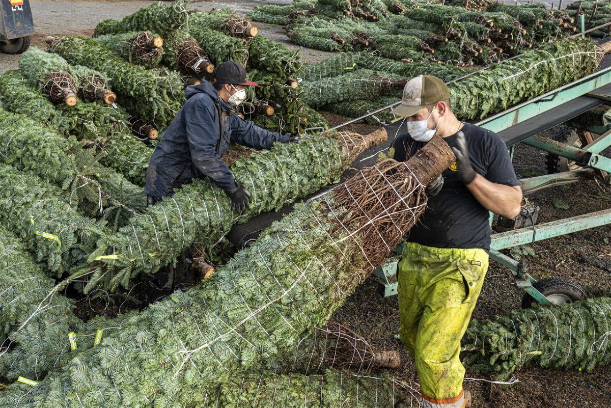 <i>Nathan Howard/Getty Images</i><br/>Grounds crew load cut and packaged Christmas trees onto trucks at Noble Mountain Tree Farm in Salem