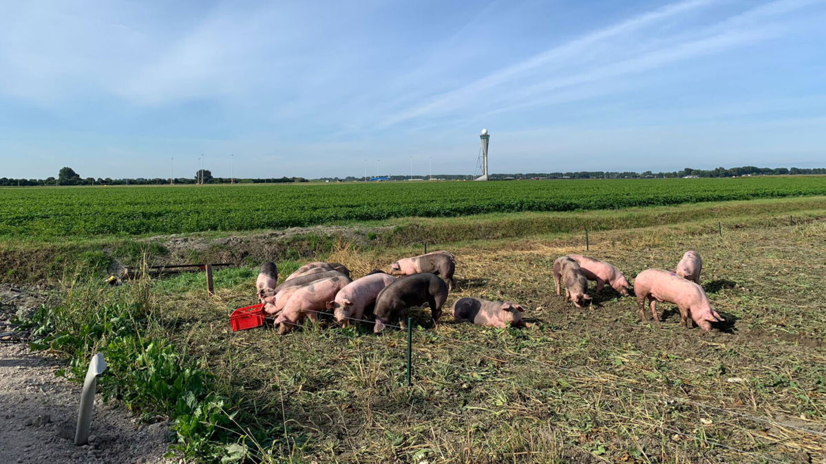<i>Amsterdam Airport Schiphol</i><br/>Schiphol Airport employed 20 pigs as part of the pilot project.
