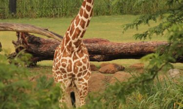A third giraffe has died at the Dallas Zoo in less than a month