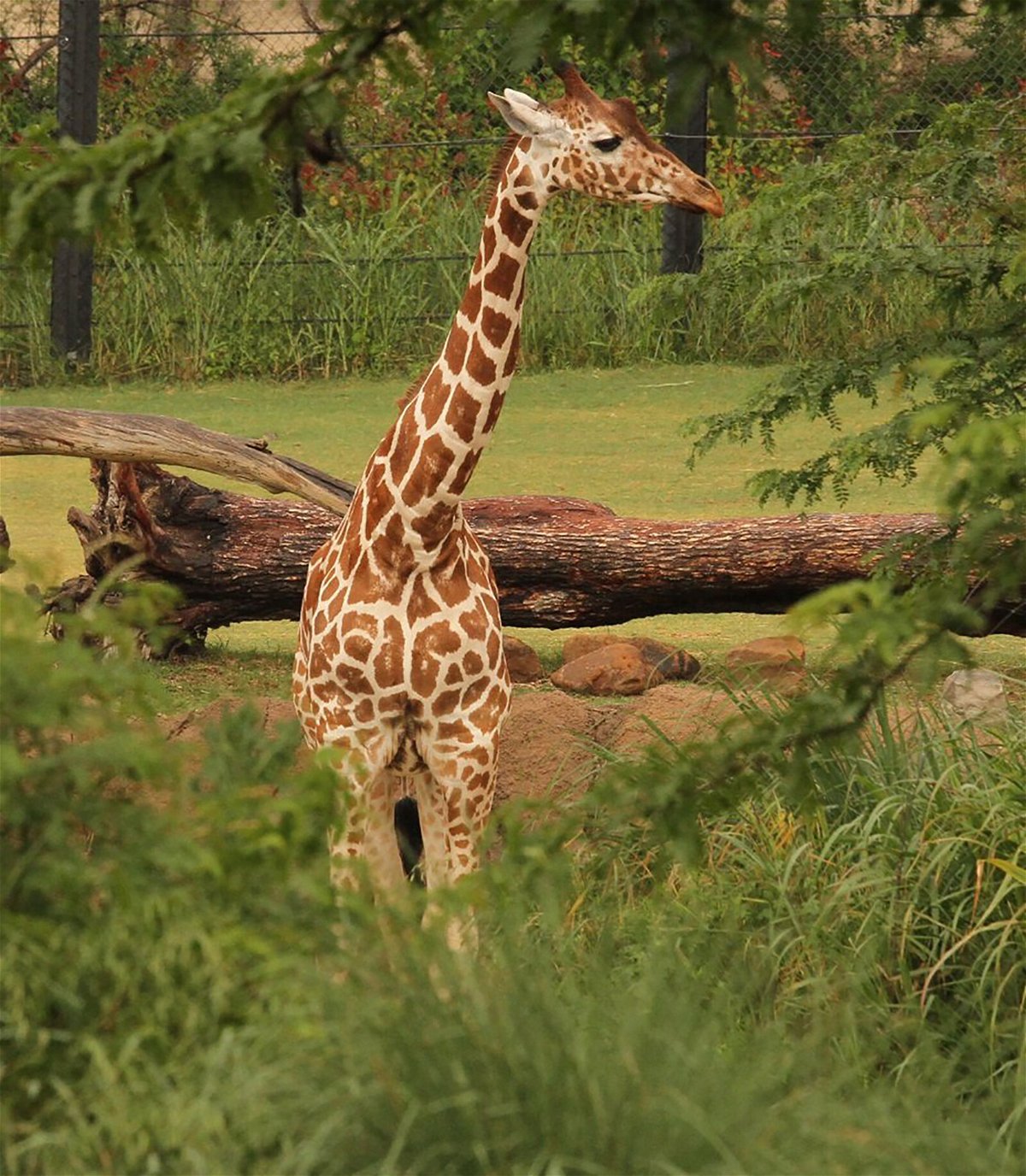 <i>Dallas Zoo</i><br/>A third giraffe has died at the Dallas Zoo in less than a month