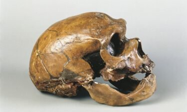 The skull of a Neanderthal man known as the "Old Man of La Chapelle." Unearthed in 1908