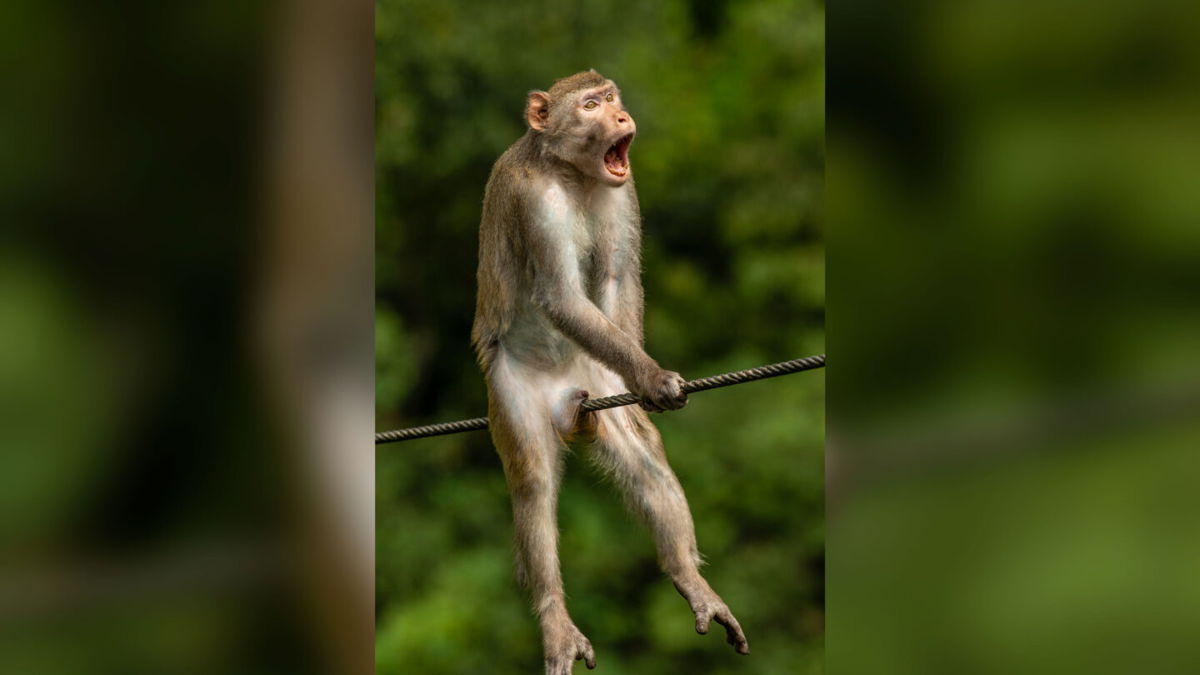 <i>Ken Jensen/Comedy Wildlife Photo Awards 2021</i><br/>An image of a golden sink monkey wearing a pained expression has won the overall prize at this year's Comedy Wildlife Photography Awards.