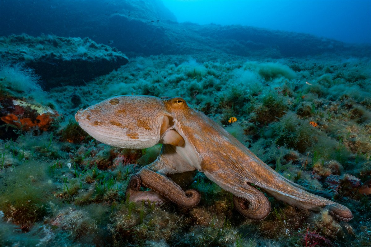 <i>Alexis Rosenfeld/Getty Images</i><br/>Octopuses