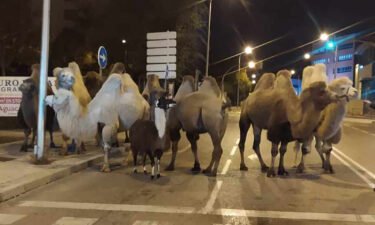 The escaped camels are pictured exploring the Madrid streets on Friday night.