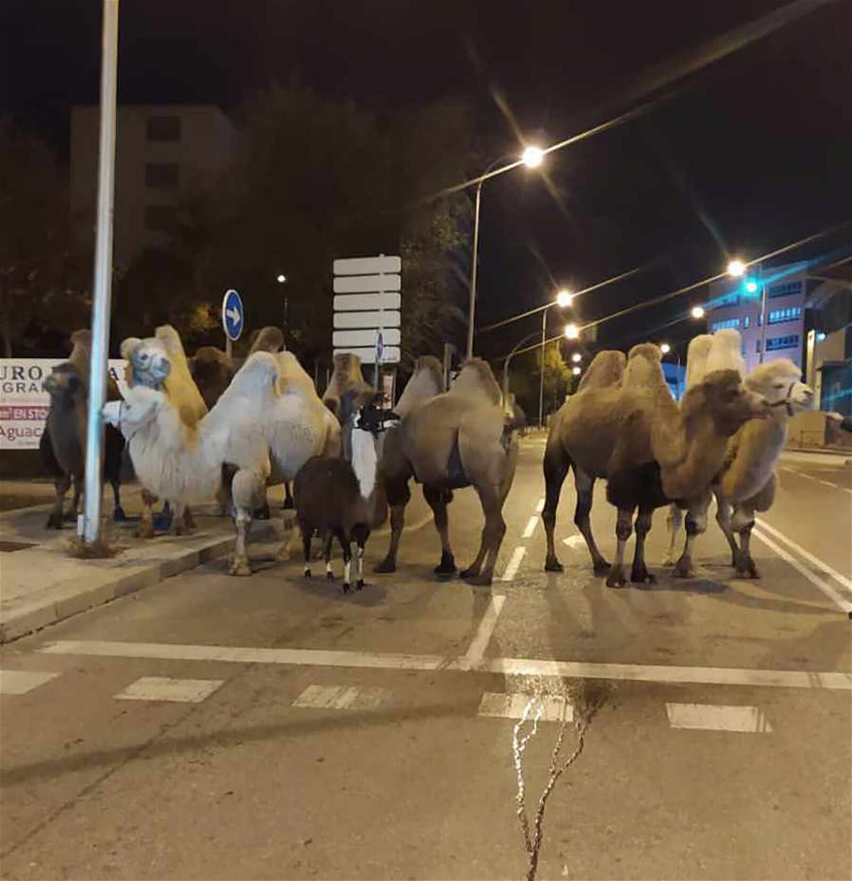 <i>Policía Nacional</i><br/>The escaped camels are pictured exploring the Madrid streets on Friday night.