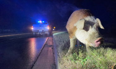 A hog named Papa Pig was blocking two lanes of traffic in York County