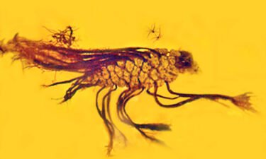 A germinating pine cone was encased in 40 million-year-old amber.
