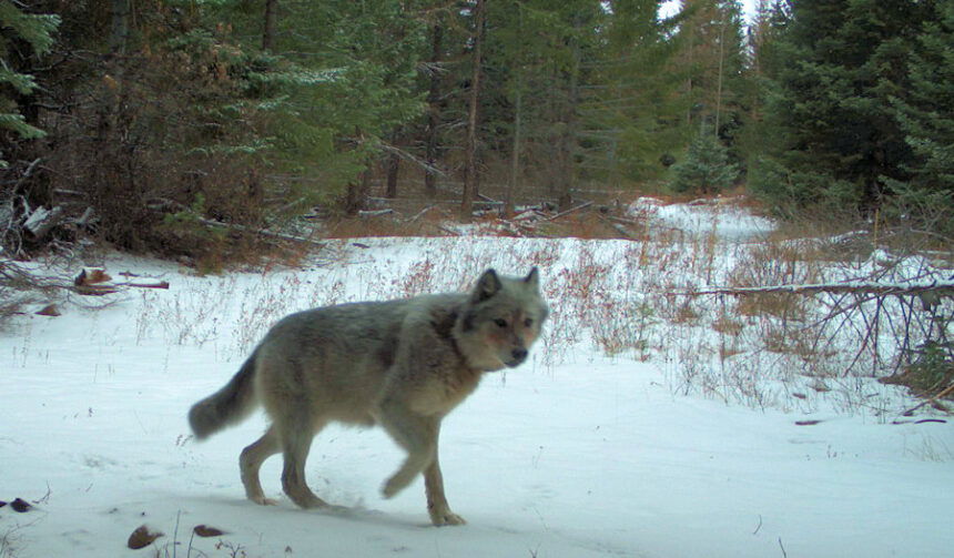 Reward fund grows to $36,000 in fatal poisoning of Eastern Oregon wolf ...