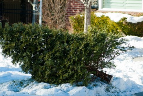 There are Christmas tree recycling options in Deschutes County