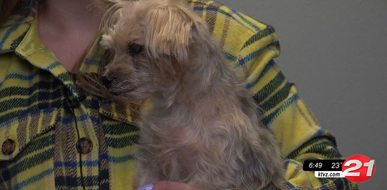 Furry Friends: Ivy is a sweet, senior gal - KTVZ