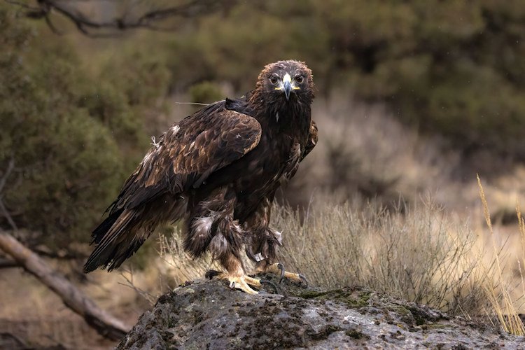 Golden eagle released into the wild by Bend wildlife rehab Think Wild last weekend