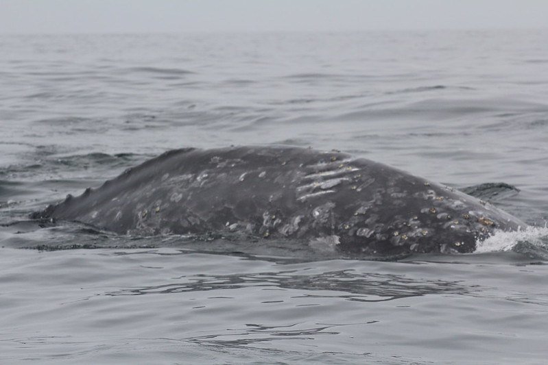 This image shows a propeller scar on Equal, an Oregon resident gray whale