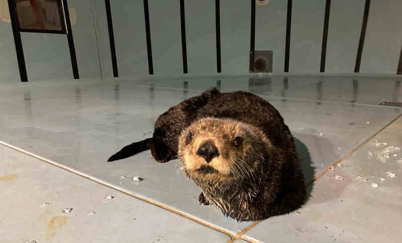 Injured sea otter was brought to Oregon Coast Aquarium