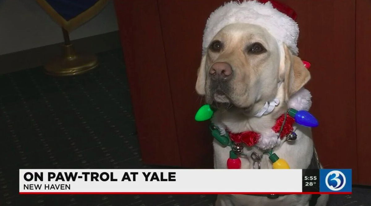<i>WFSB</i><br/>Yale police K9 doubles as service