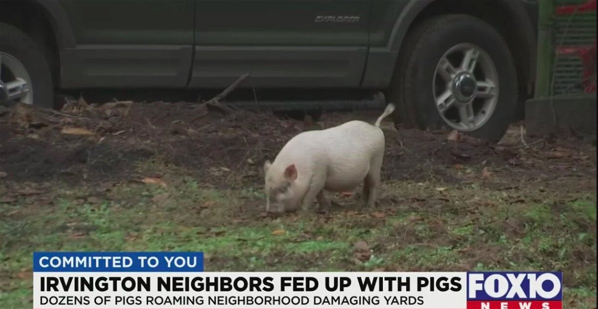 <i>WALA</i><br/>There is a pig problem in one Irvington neighborhood.