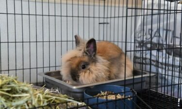 A bunny sits in its cage at the Human Society of Scott County