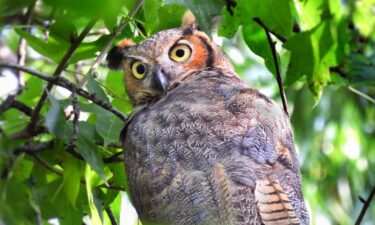 A Great Horned Owl spotted in Central Park on October 3.