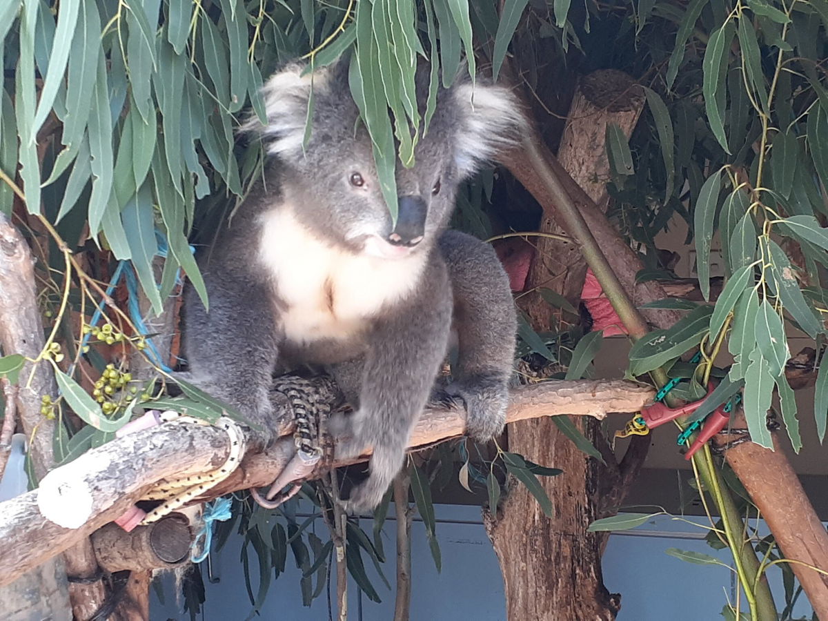 <i>Conservation Regulator Victoria</i><br/>An alleged 'koala massacre' prompts hundreds of animal cruelty charges. A koala that was taken into rehabilitation from a timber plantation in Victoria