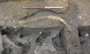 Research continues to determine why there are so many mammoth remains