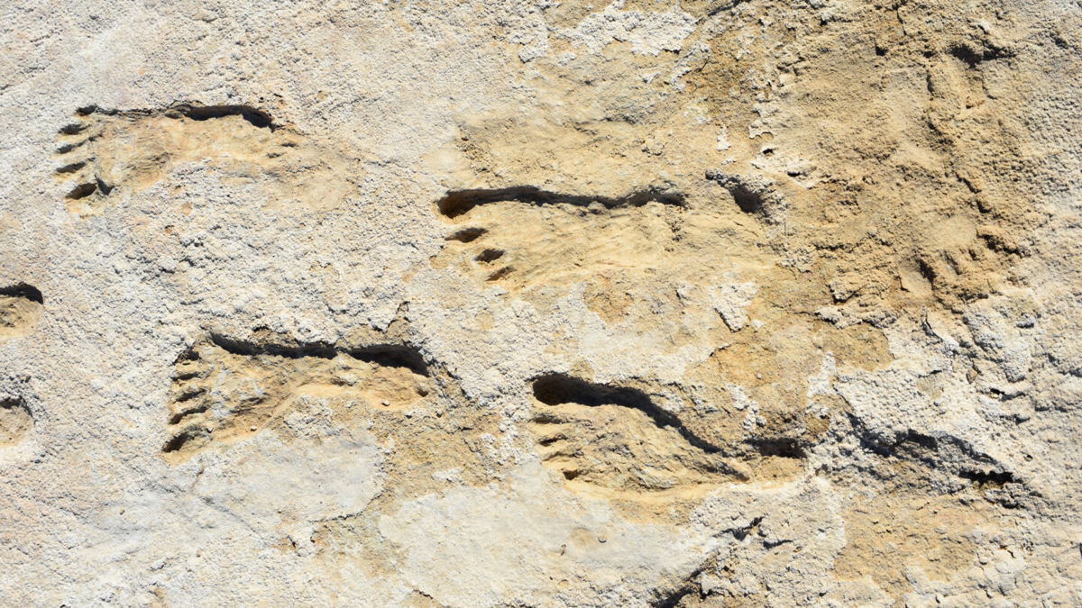 <i>Courtesy Mattew Bennett/Bournemouth University</i><br/>Here are six of this year's most ground-breaking discoveries in human prehistory that are shaping the family tree in fascinating and unexpected ways. The fossilized human footprints are thought to be made by children.