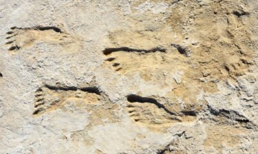 Here are six of this year's most ground-breaking discoveries in human prehistory that are shaping the family tree in fascinating and unexpected ways. The fossilized human footprints are thought to be made by children.