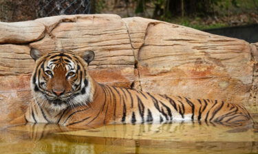 A critically endangered tiger named Eko was shot and killed by a sheriff's deputy on December 29 after a man was attacked by the animal at a zoo in Naples