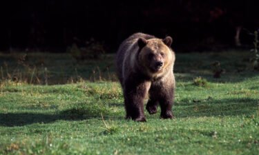 A grizzly bear roams Glacier National Park in northern Montana earlier this year. Montana's governor is seeking to end protections for some grizzlies