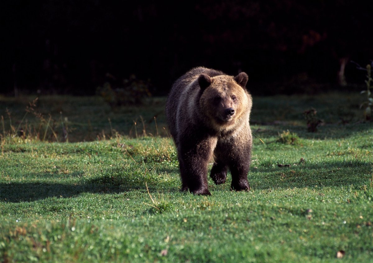 <i>DeAgostini/Getty Images</i><br/>A grizzly bear roams Glacier National Park in northern Montana earlier this year. Montana's governor is seeking to end protections for some grizzlies