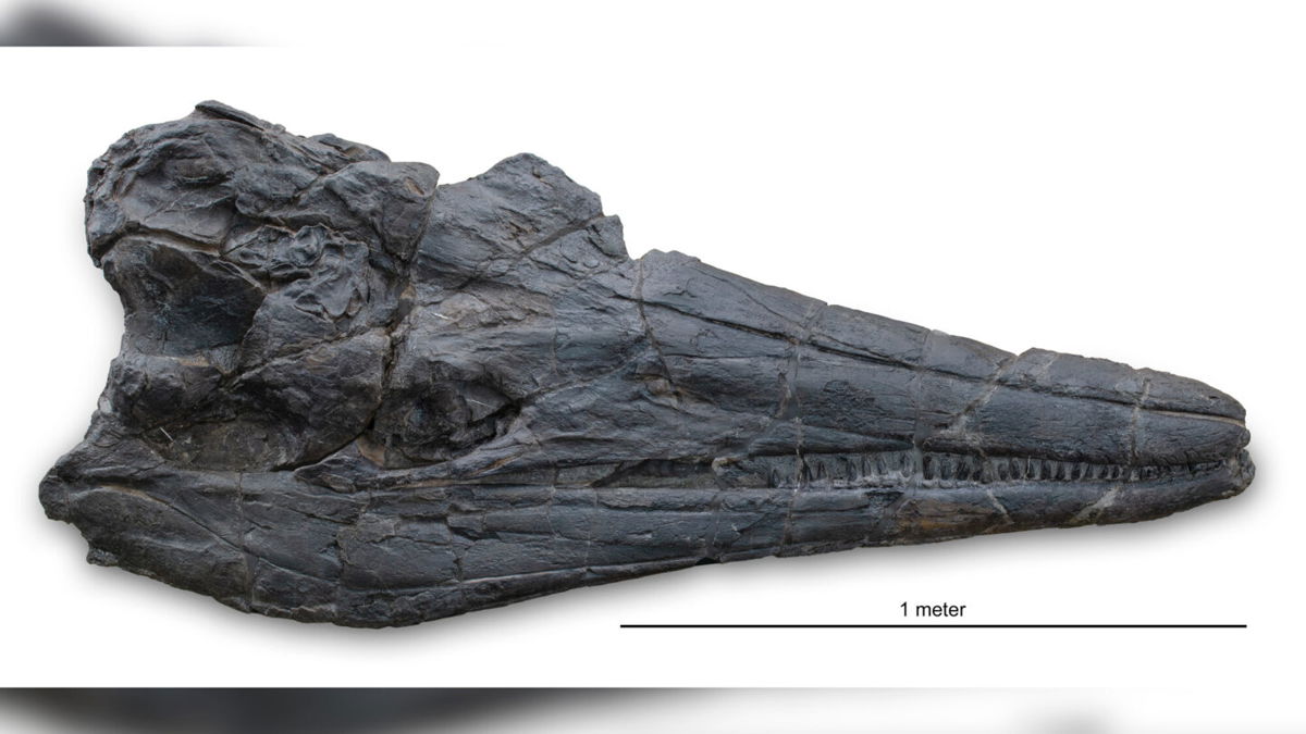 <i>Stephanie Aramowiccz/Natural History Museum of Los Angeles County</i><br/>The skull of the new ichthyosaur species Cymbospondylus youngorum is nearly 2 meters long and weighs 45 tonnes
