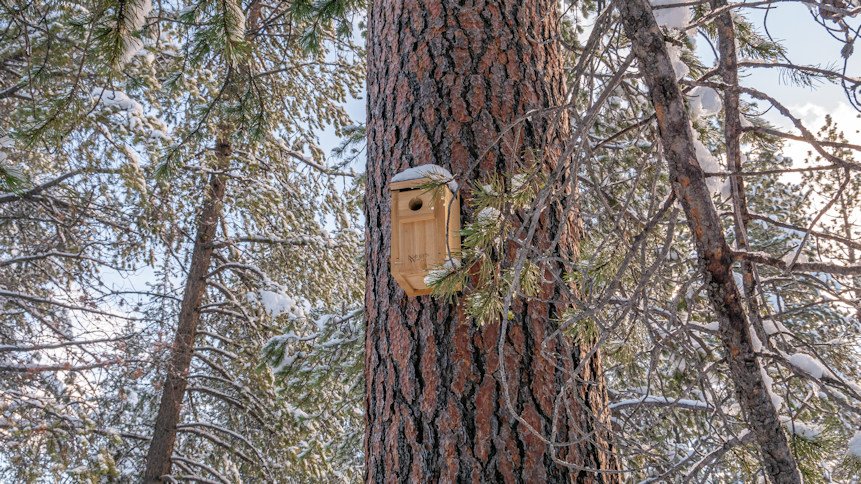 Boxes were placed high in trees in Caldera Springs wildlife forest preserve to enhance bird and bat habitat