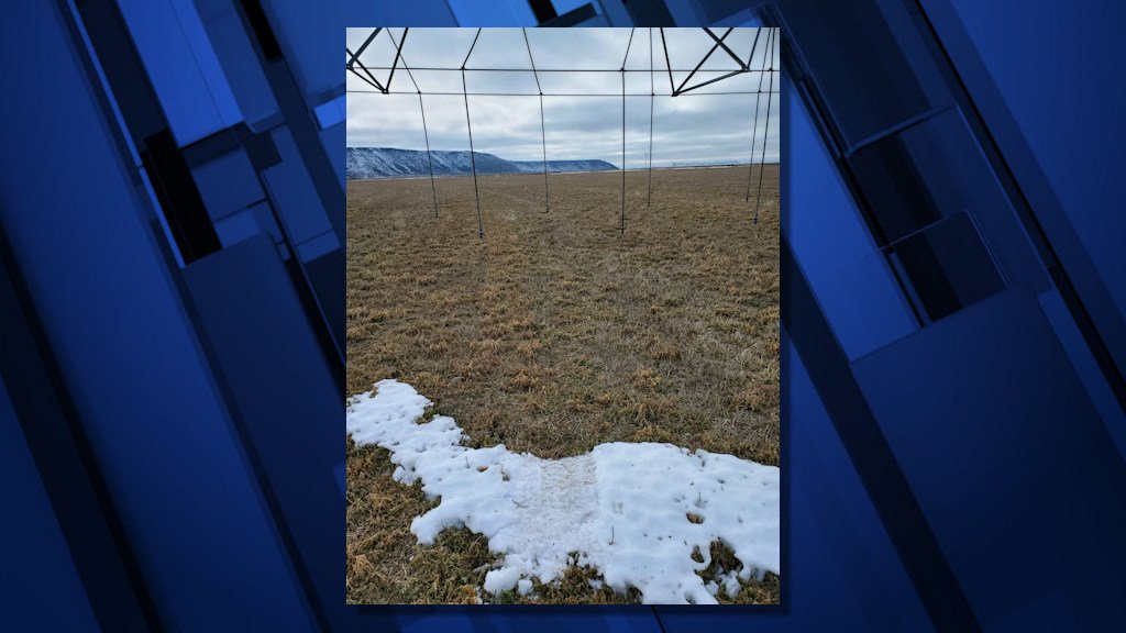 Four pronghorn antelope were taken in a 'thrill kill' poaching incident in a field near the town of Crane, authorities say