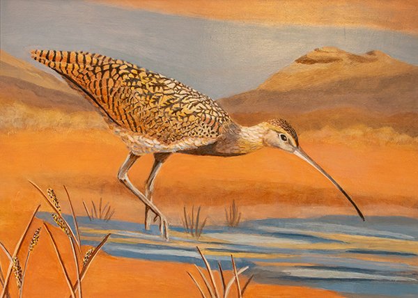 An 2022 ODFW wildlife art contest winner: Long-billed Curlew by Kathy Peckham
