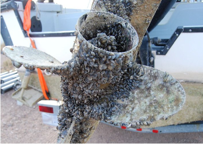 Quagga mussel contamination of motorboat propeller