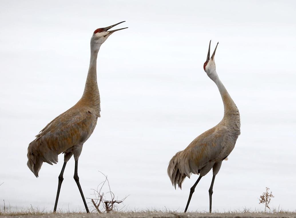 Why are the sandhill cranes in florida considered endangered