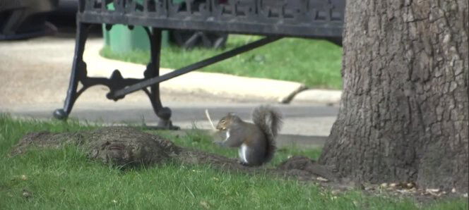 <i>WALA</i><br/>A squirrel at Bienville Square in Mobile